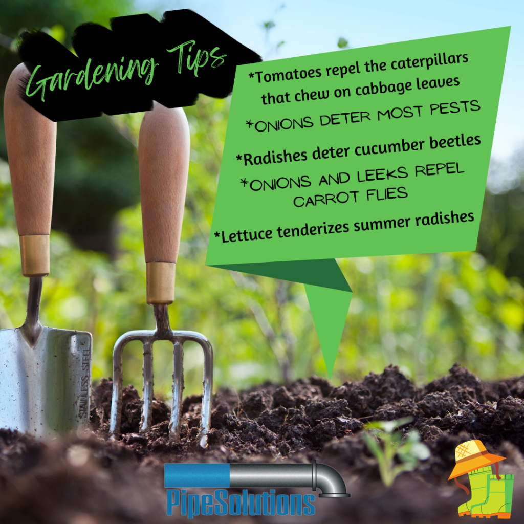 gardening tips, watering tips